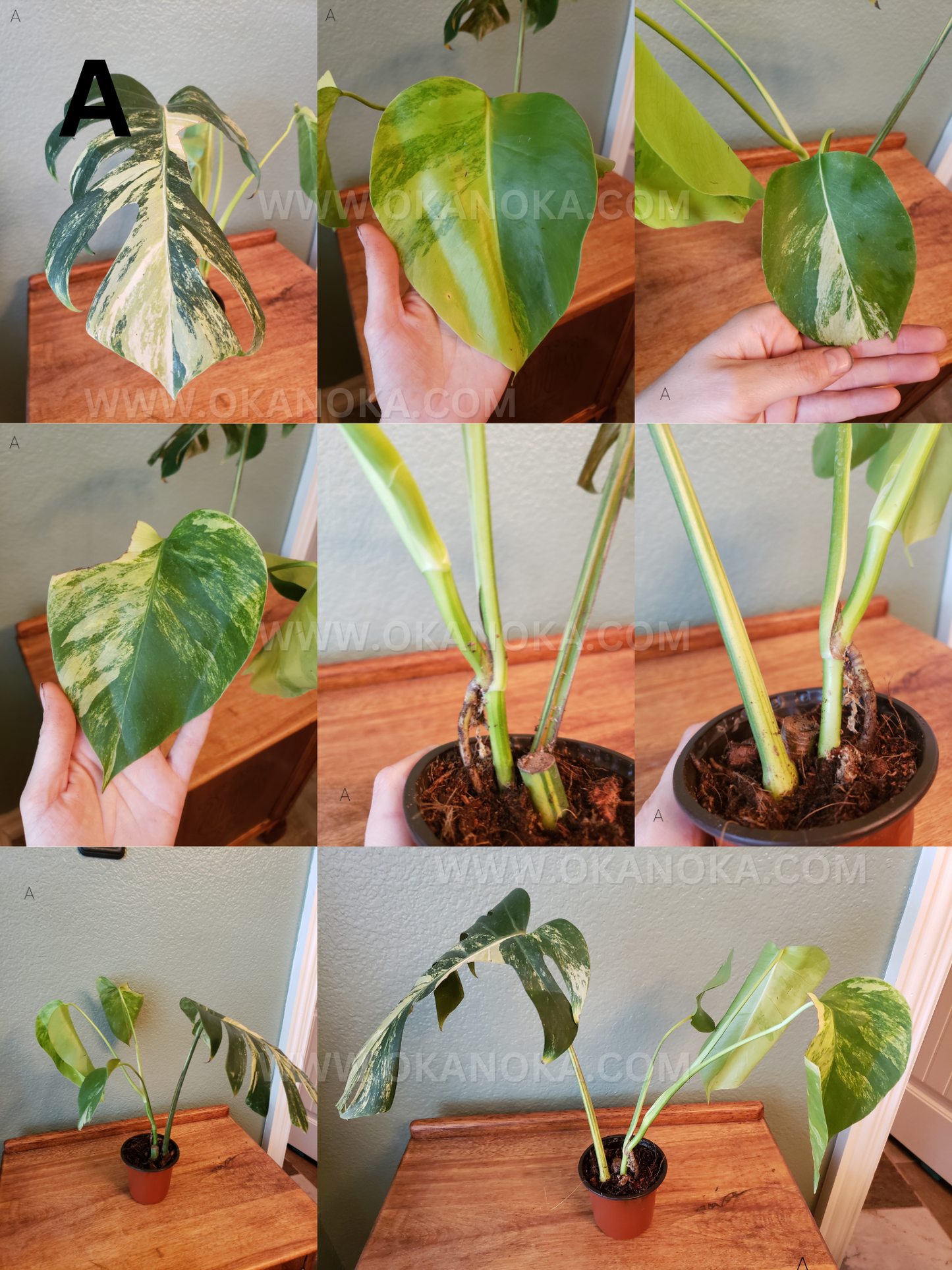 Monstera Marmorata