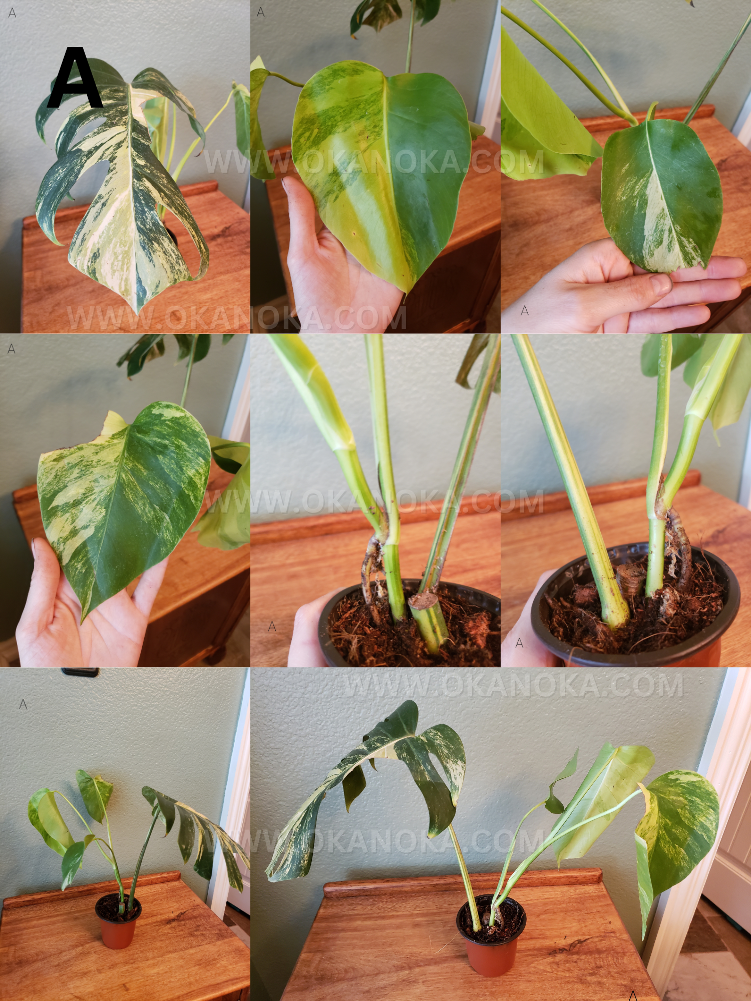 US SELLER - Monstera Marmorata Aurea Yellow Variegated exact plant