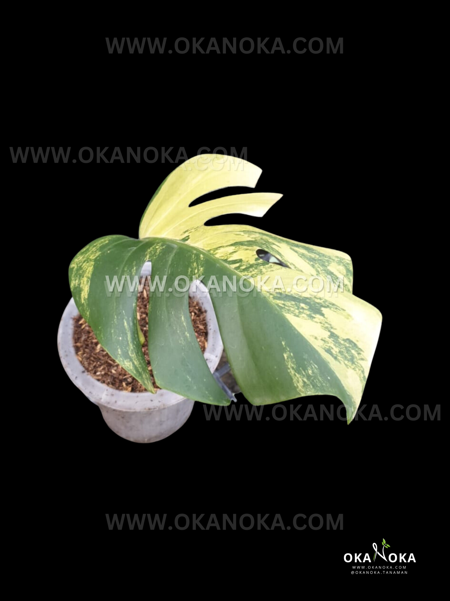 olivenbaum blähton Olivenbaum Ø:22 H:100 cm - Pflanzen online kaufen main image 1