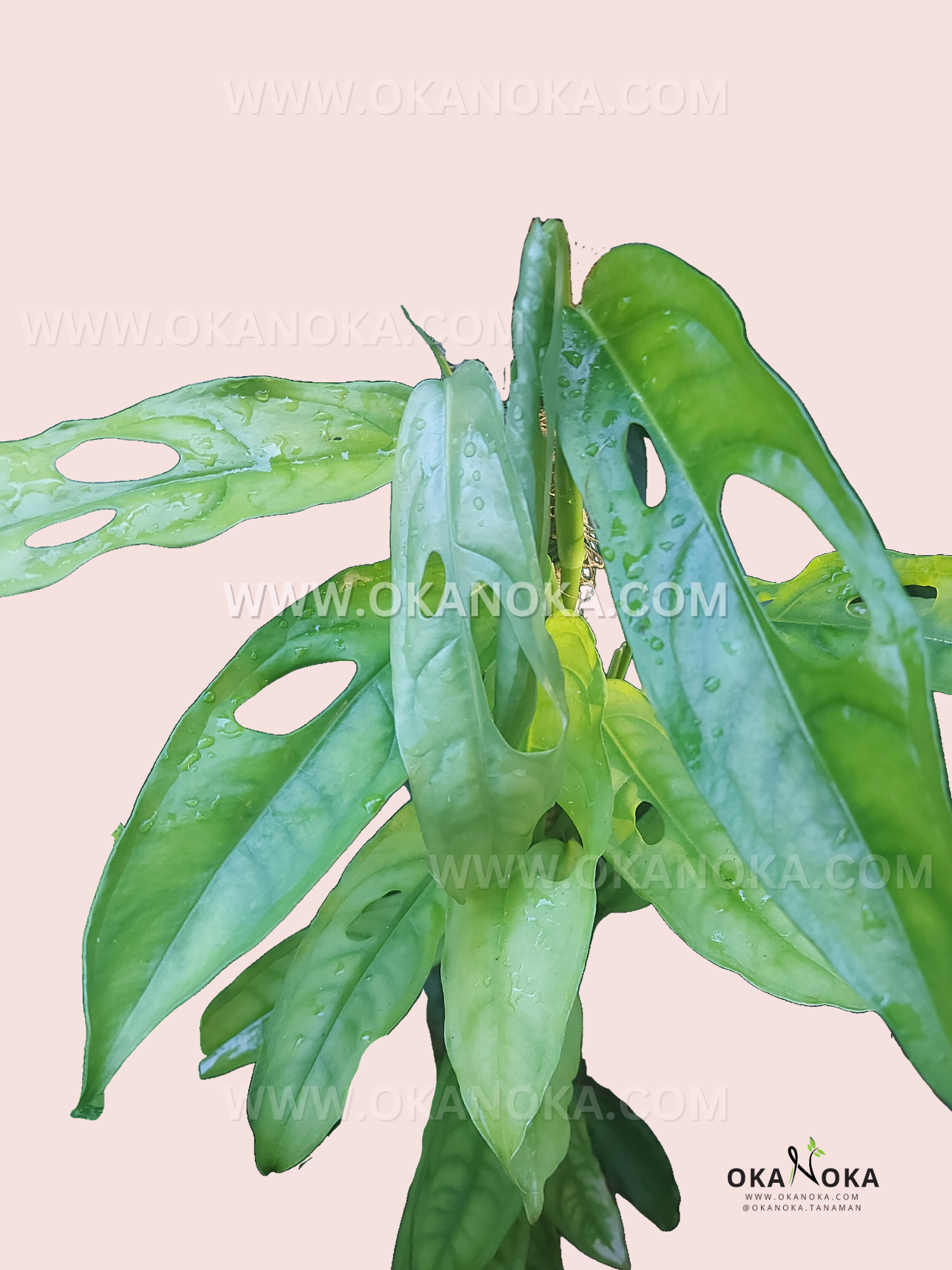 monstera obliqua amazonas Monstera Obliqua Amazonas Fenestrated