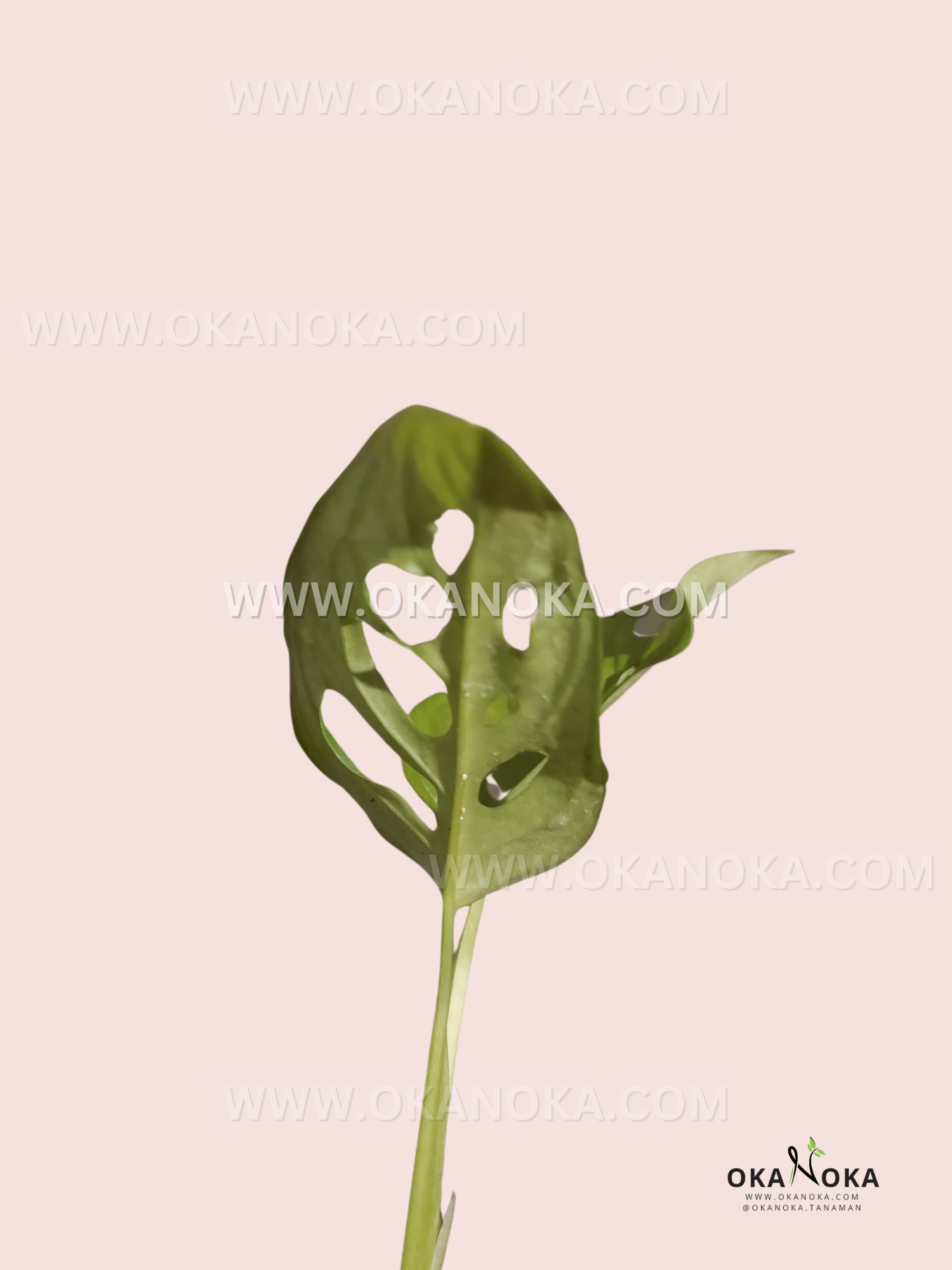 Side angle of Monstera Obliqua Tena showing leaf fenestrations and natural texture