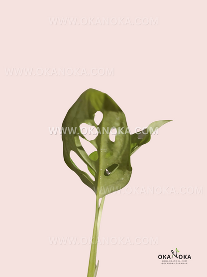 Side angle of Monstera Obliqua Tena showing leaf fenestrations and natural texture
