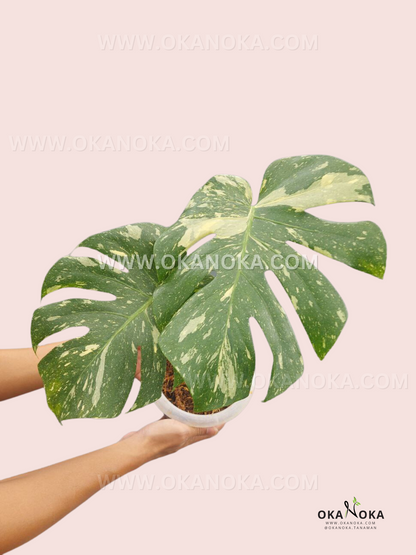 Monstera Thai Constellation
