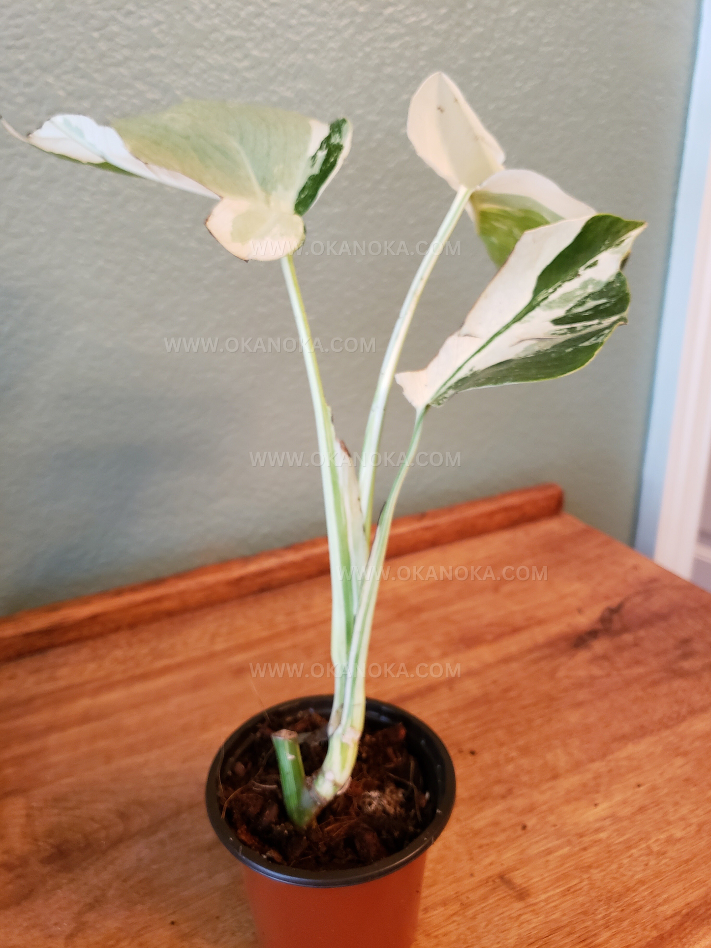 Monstera Variegated 