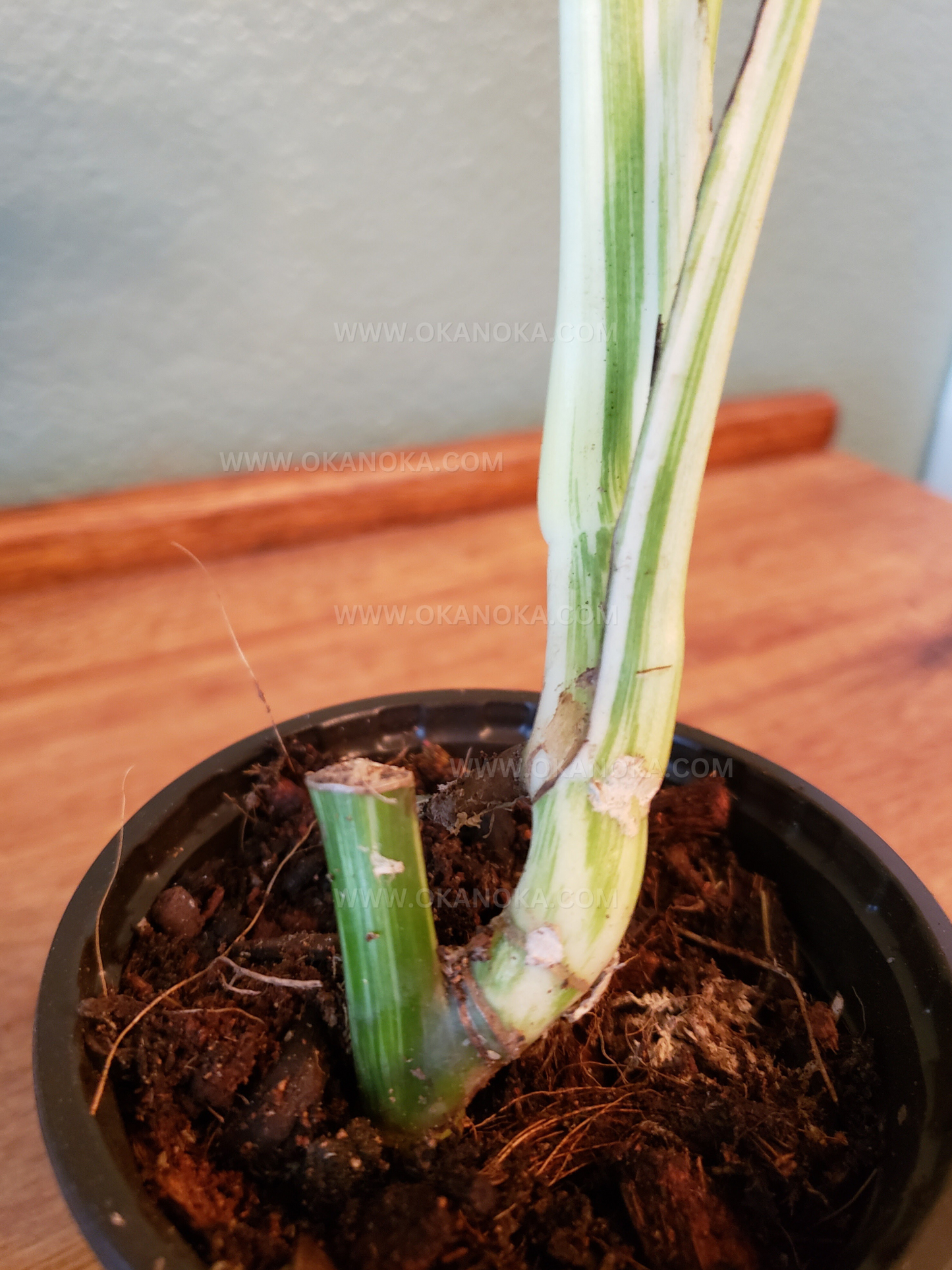 Monstera Variegated 