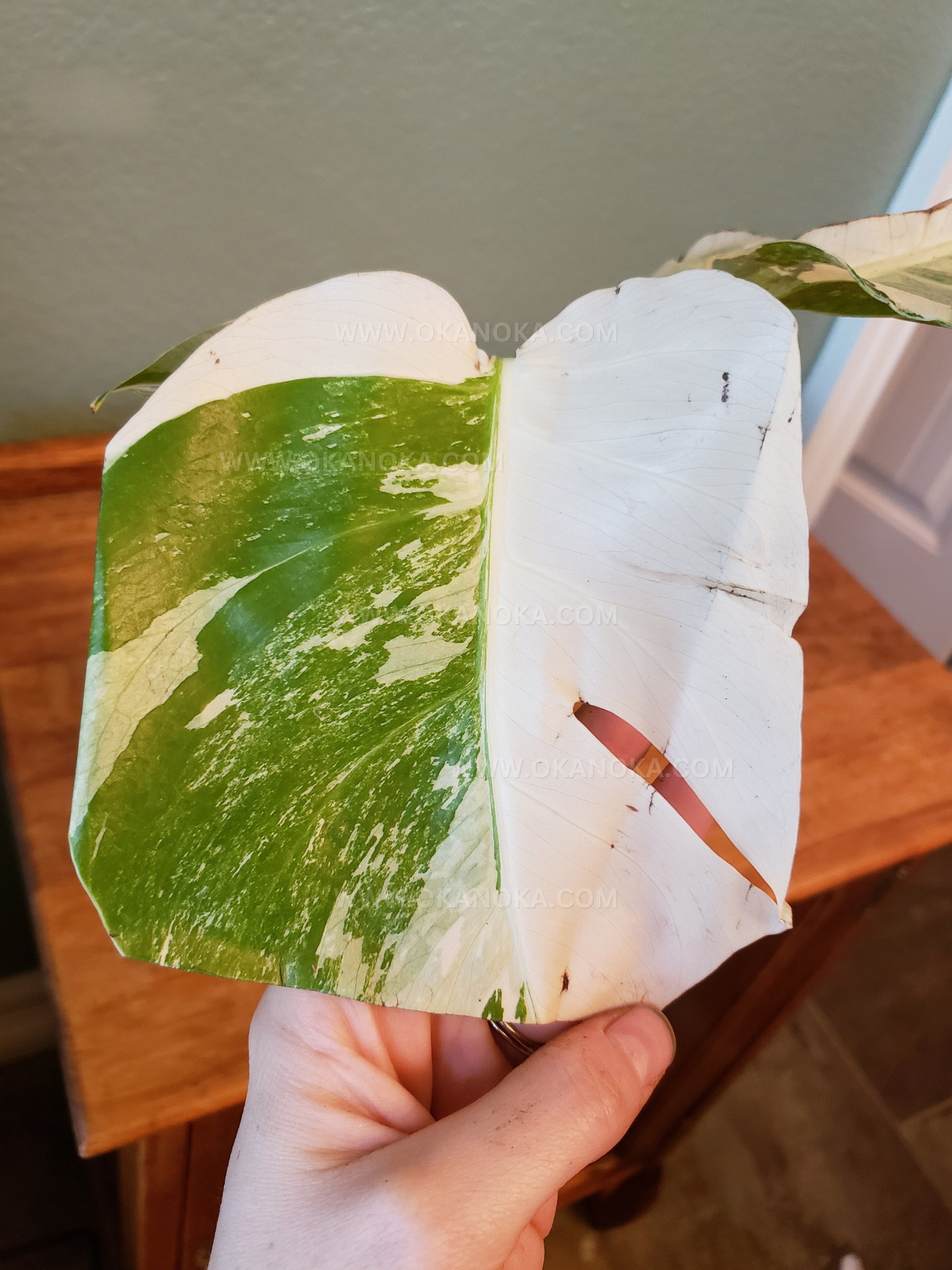 Monstera Variegated 