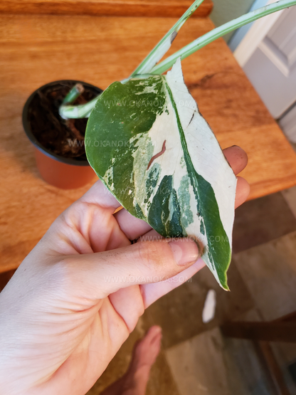 Monstera Variegated 