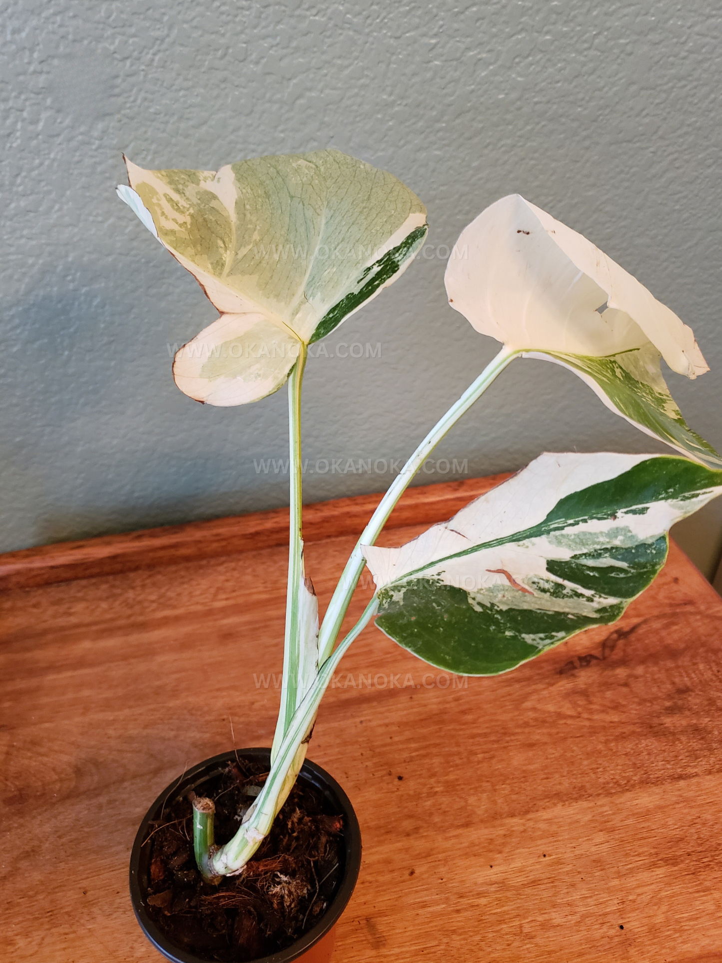 Monstera Variegated 