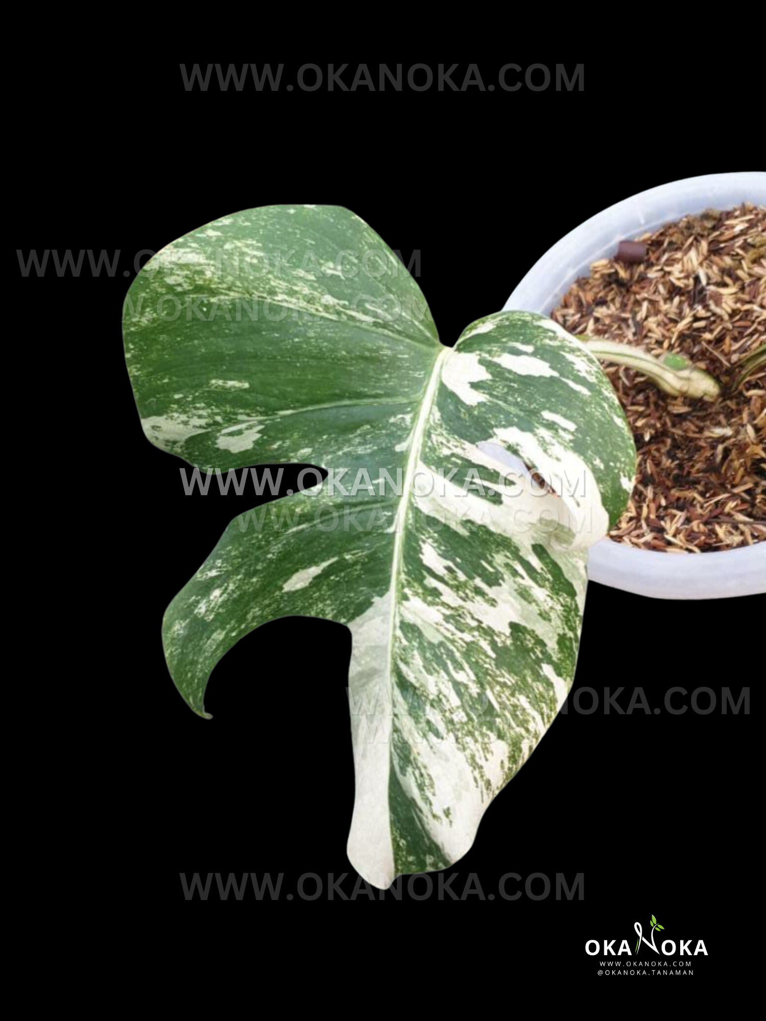 Monstera Variegated