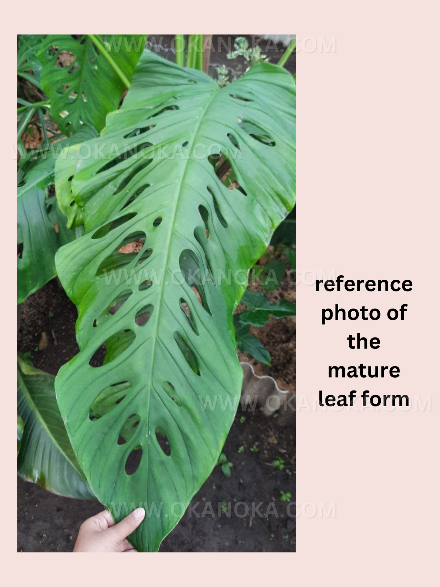 Top view of Monstera Adansonii showing fenestrated leaf structure.