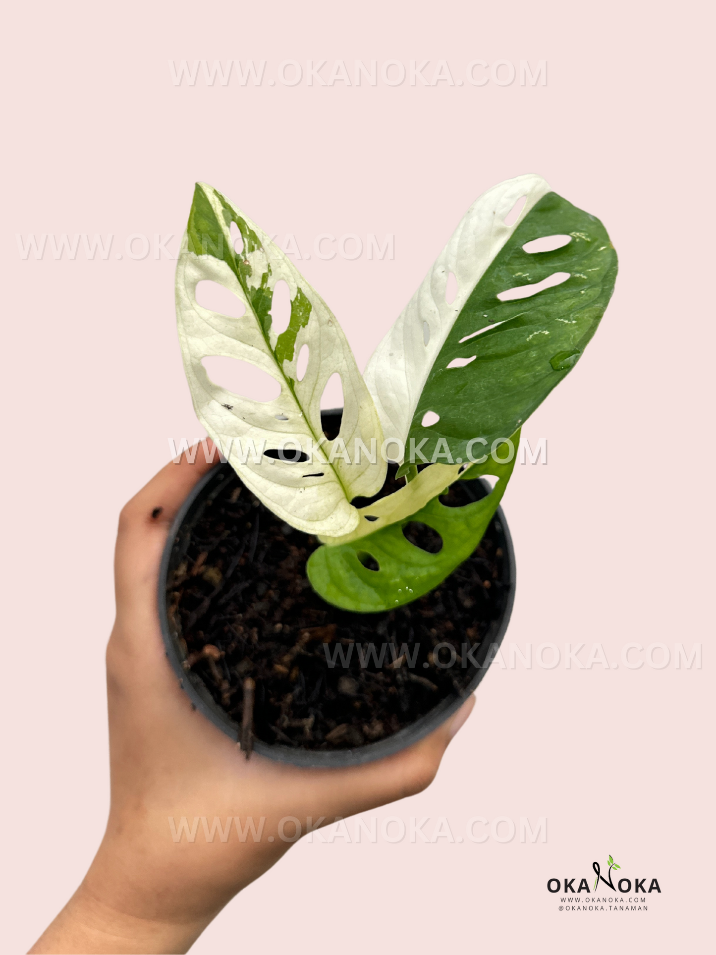 Hand holding Monstera Adansonii Variegated Japan Lab, showcasing perforated leaves and variegation pattern.