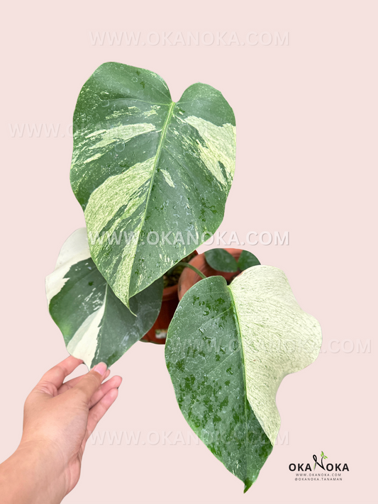 Hand holding Monstera Deliciosa Mint Variegated showing mint-green streaks on large fenestrated leaves.