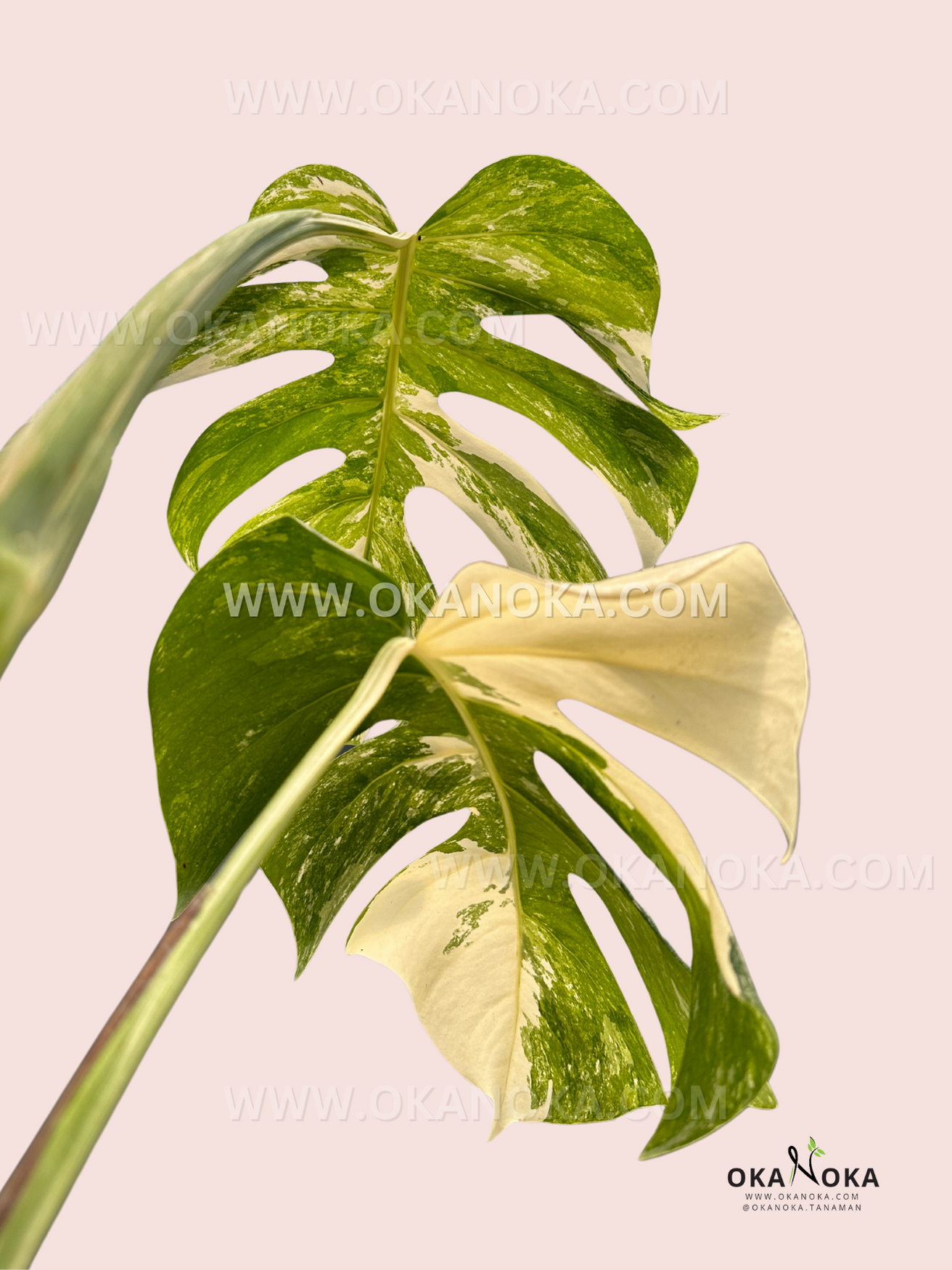 Healthy rooted Monstera Deliciosa Variegated Fenestrated showcasing large variegated fenestrated foliage.