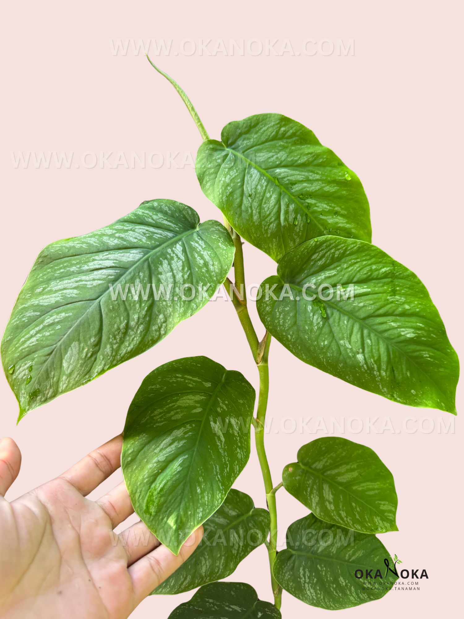Tall Monstera dubia vine in a pot against a pale pink background, with a hand gently holding one large green leaf patterned with soft silvery marbling.