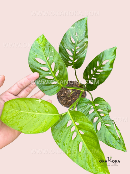 Hand holding a pot of Monstera laniata against a soft pink background, showing several green leaves with natural holes and fresh water droplets.