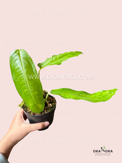 A Monstera Obliqua Amazonas plant being gently held by hands, showcasing its fragile, fenestrated leaves.