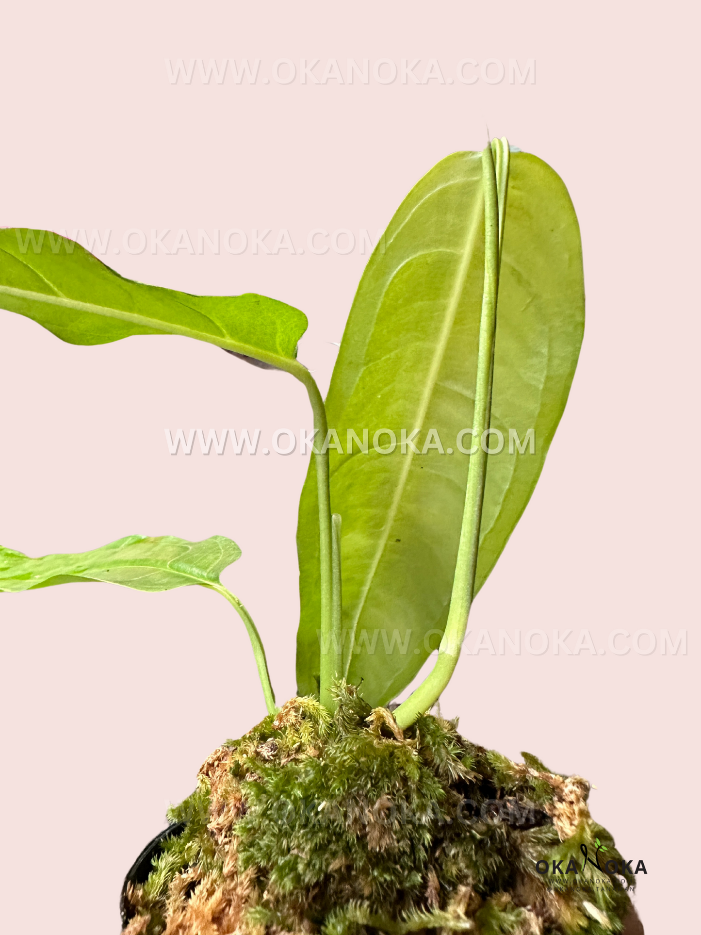 Back view of a Monstera Obliqua Amazonas leaf, emphasizing its thin, translucent structure and unique perforations.