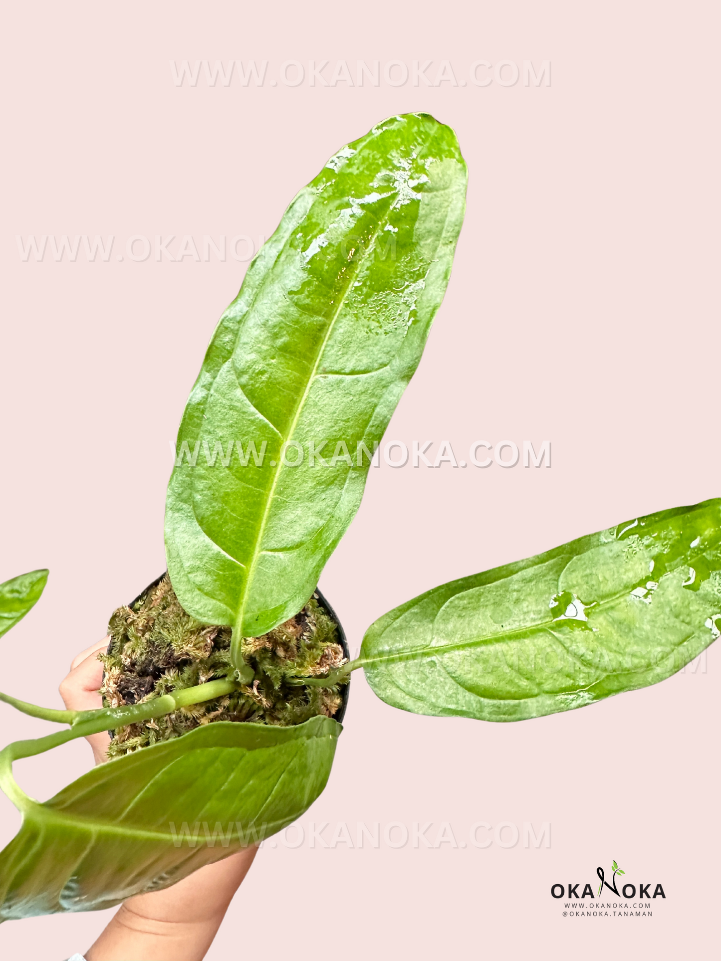 Close-up of Monstera Obliqua Amazonas leaves, showing intricate fenestrations and the paper-thin texture of the foliage.