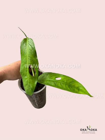 Monstera Obliqua Amazonas Fenestrated live plant with delicate green leaves and intricate natural fenestrations.