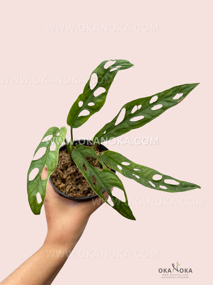 Close-up of Monstera Obliqua French Guiana leaves showing natural fenestration and lush green color.