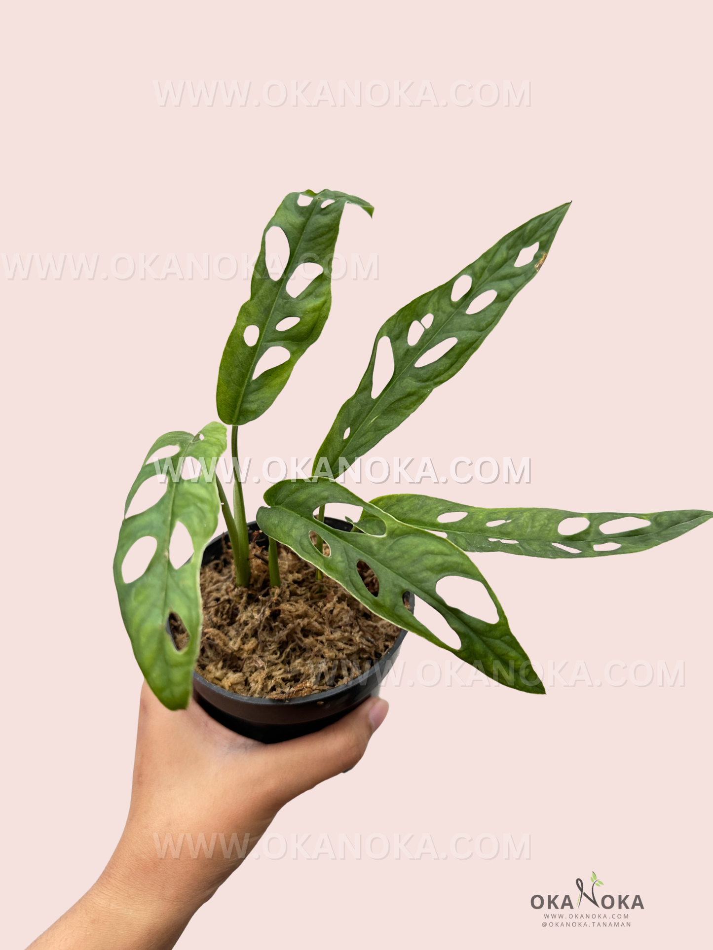 Hand holding Monstera Obliqua French Guiana in small pot, highlighting trailing vine and delicate leaves.