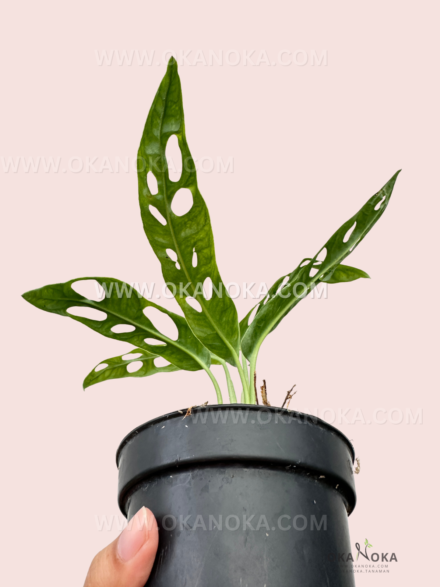 Top view of Monstera Obliqua French Guiana showing intricate leaf perforation and healthy foliage.