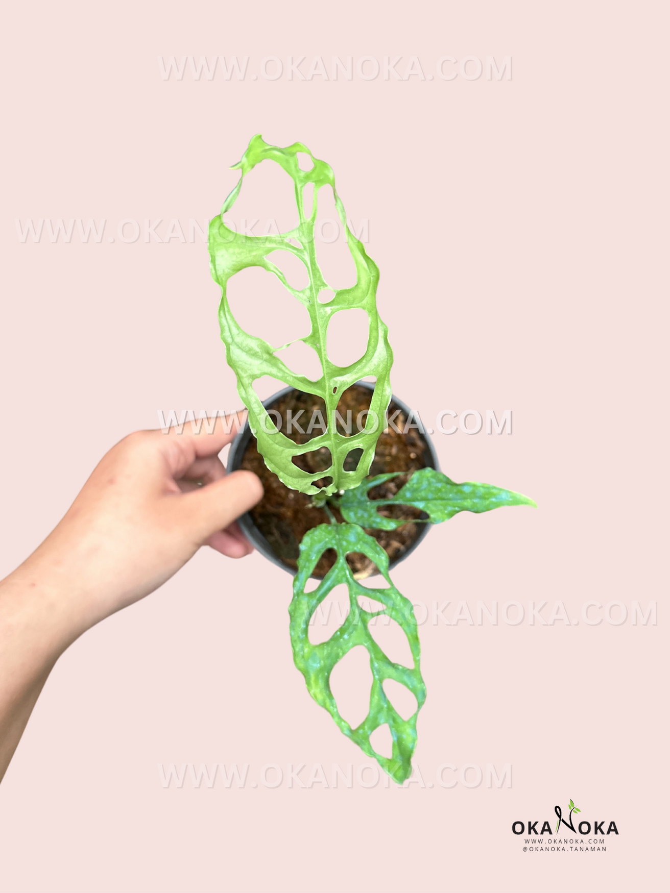 Top view of Monstera Obliqua Peru showcasing perforated, fenestrated leaves.