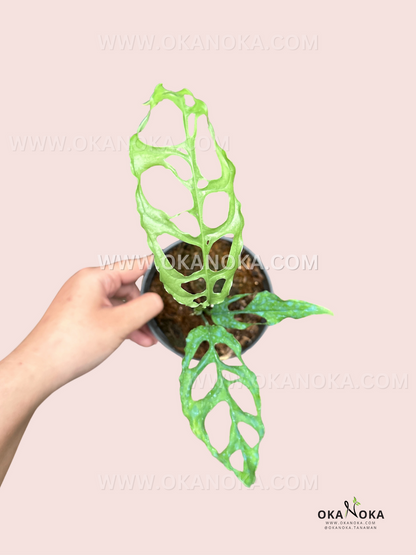 Top view of Monstera Obliqua Peru showcasing perforated, fenestrated leaves.