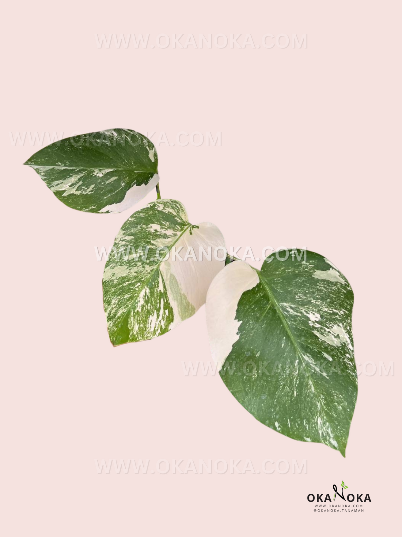 Monstera Peru Karstenianum Variegated potted plant viewed from above with lush variegated foliage.