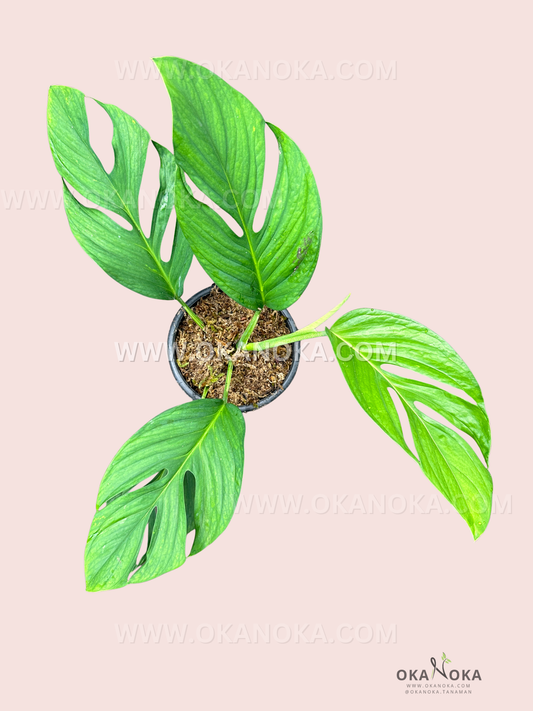 Top view of Monstera Pinnatipartita Fenestrated showing large green leaves with natural fenestrations.