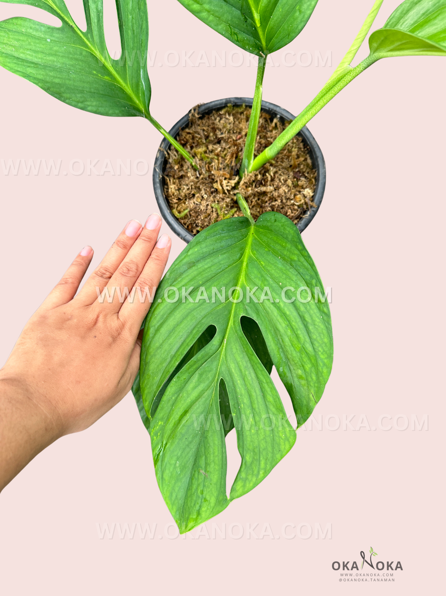 Hand holding a potted Monstera Pinnatipartita with split leaves and vibrant foliage.