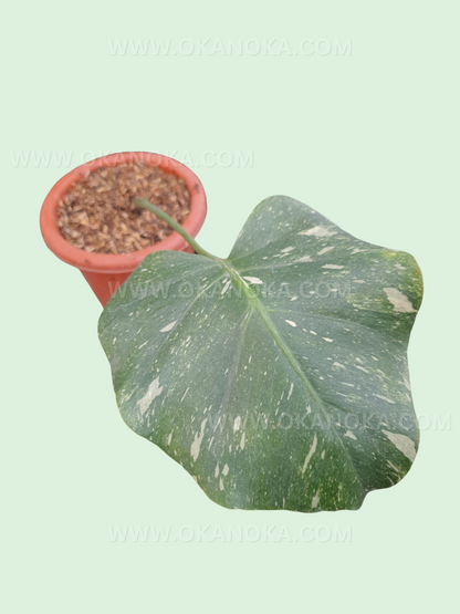 Top view of Monstera Thai Constellation cutting showcasing creamy white speckled variegation.