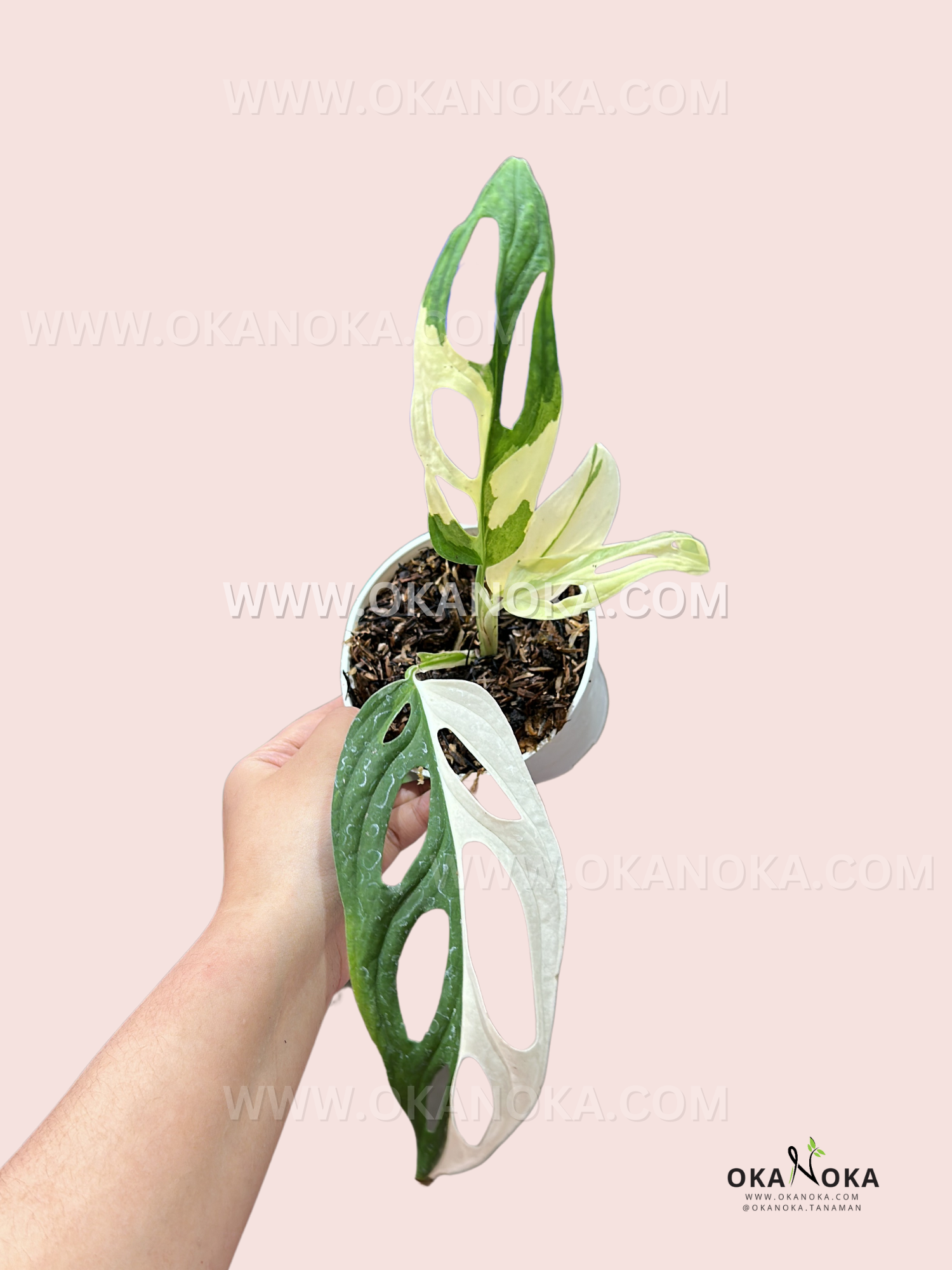 variegated monstera adansonii australia Monstera Adansonii Variegated Giant Form
