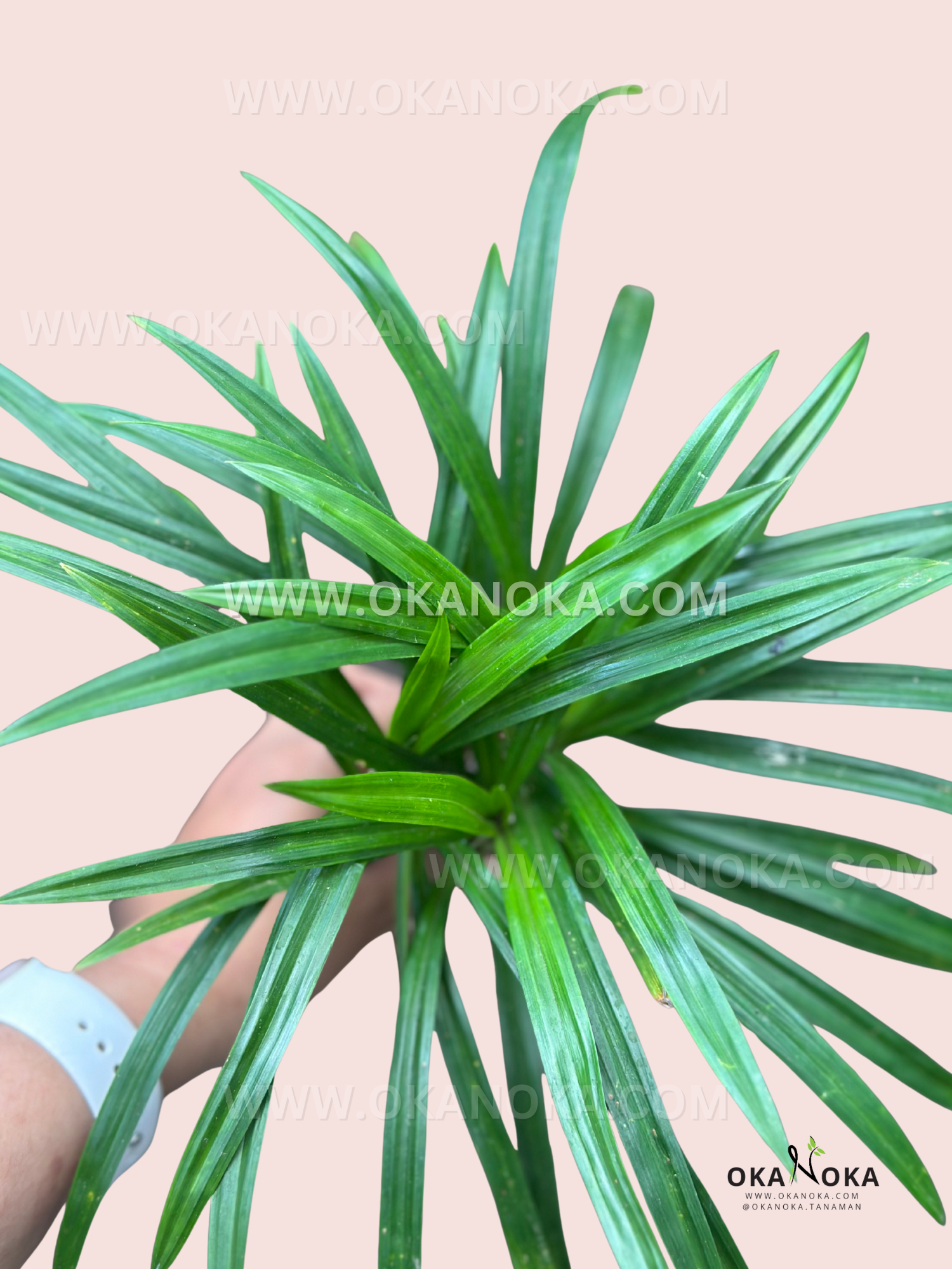 Overhead view of a compact Pandanus amaryllifolius clump with glossy, narrow green leaves radiating in a fan from the center.