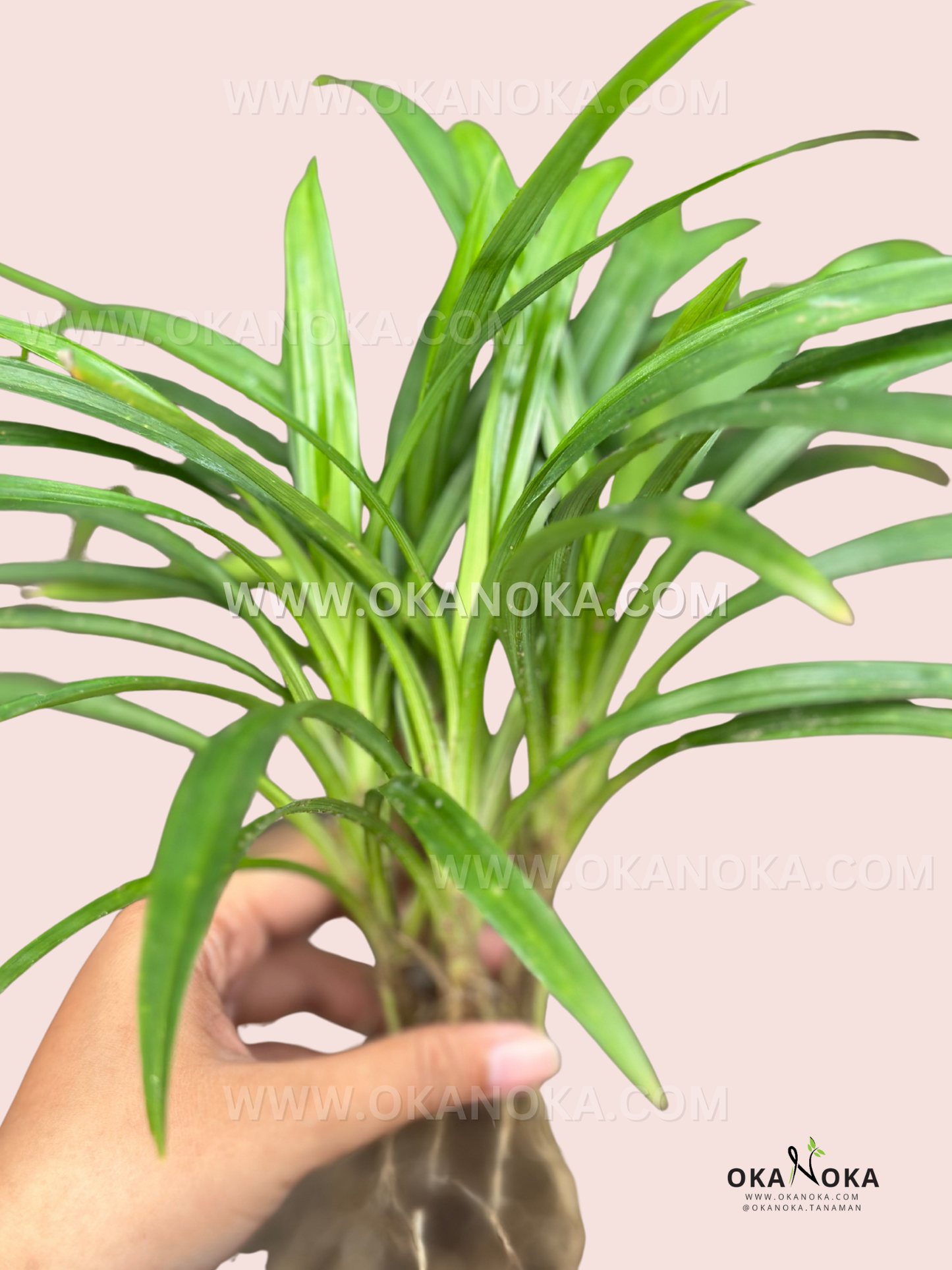 Hand holding a multi-shoot pandan plant showing clustered fans and a sturdy base ready for potting.