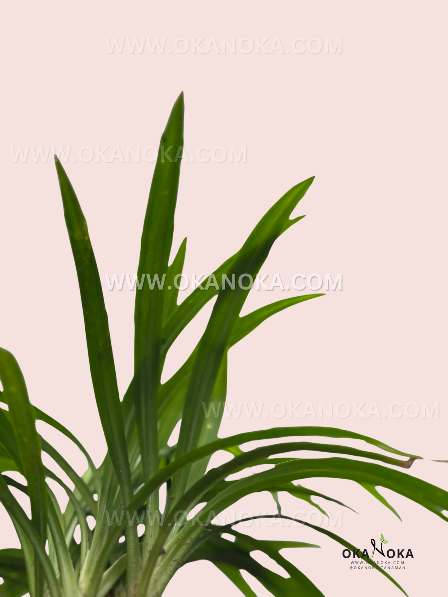 Close-up of pandan leaf tips highlighting smooth, strap-like texture and fresh green coloration.