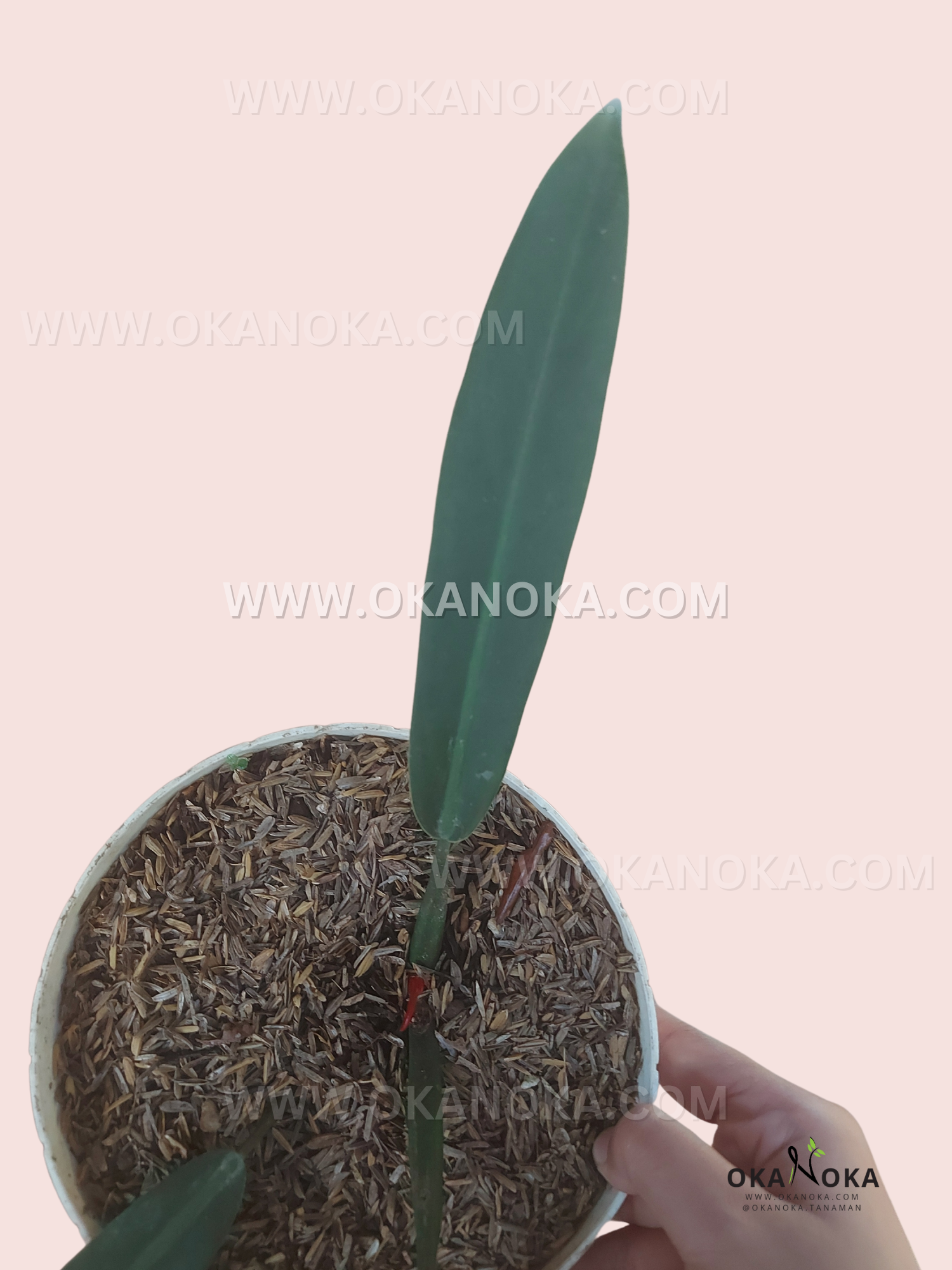 philodendron bicolore Philodendron Bicolor