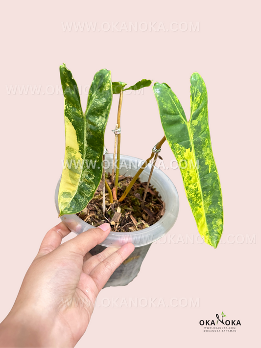 Philodendron Billietiae Variegated