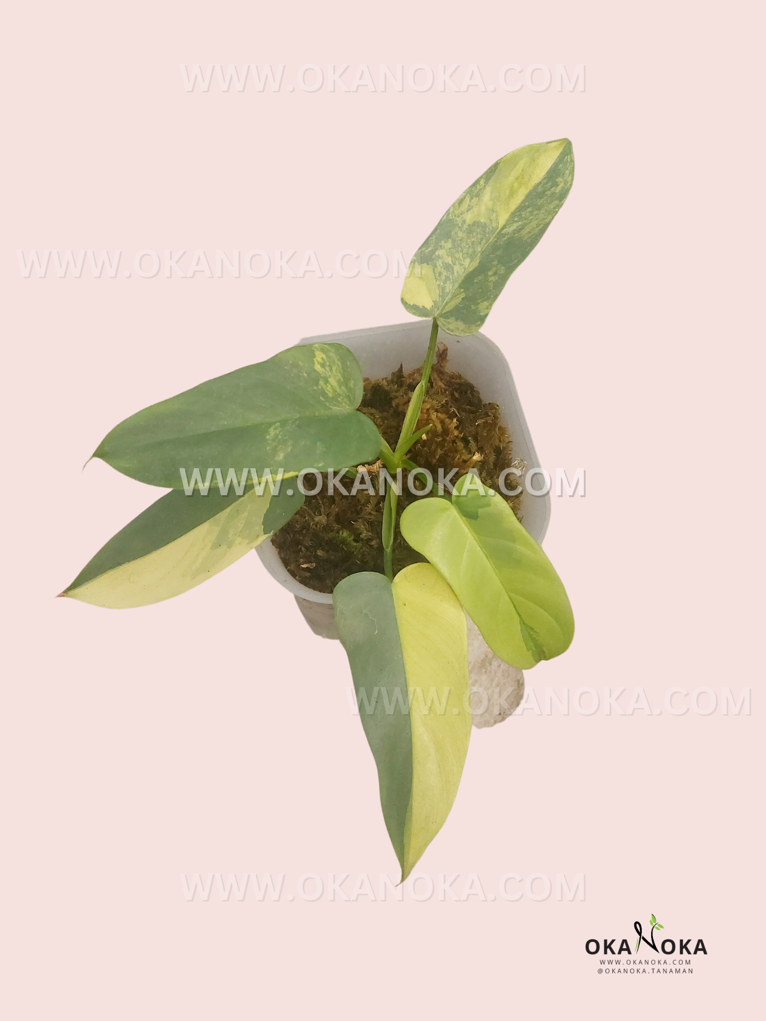 philodendron bipennifolium schott variegated Philodendron Bipennifolium Violin Variegated