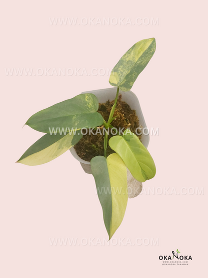 Philodendron Bipennifolium Violin Variegated