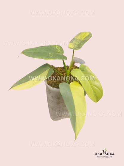 Philodendron Bipennifolium Violin Variegated