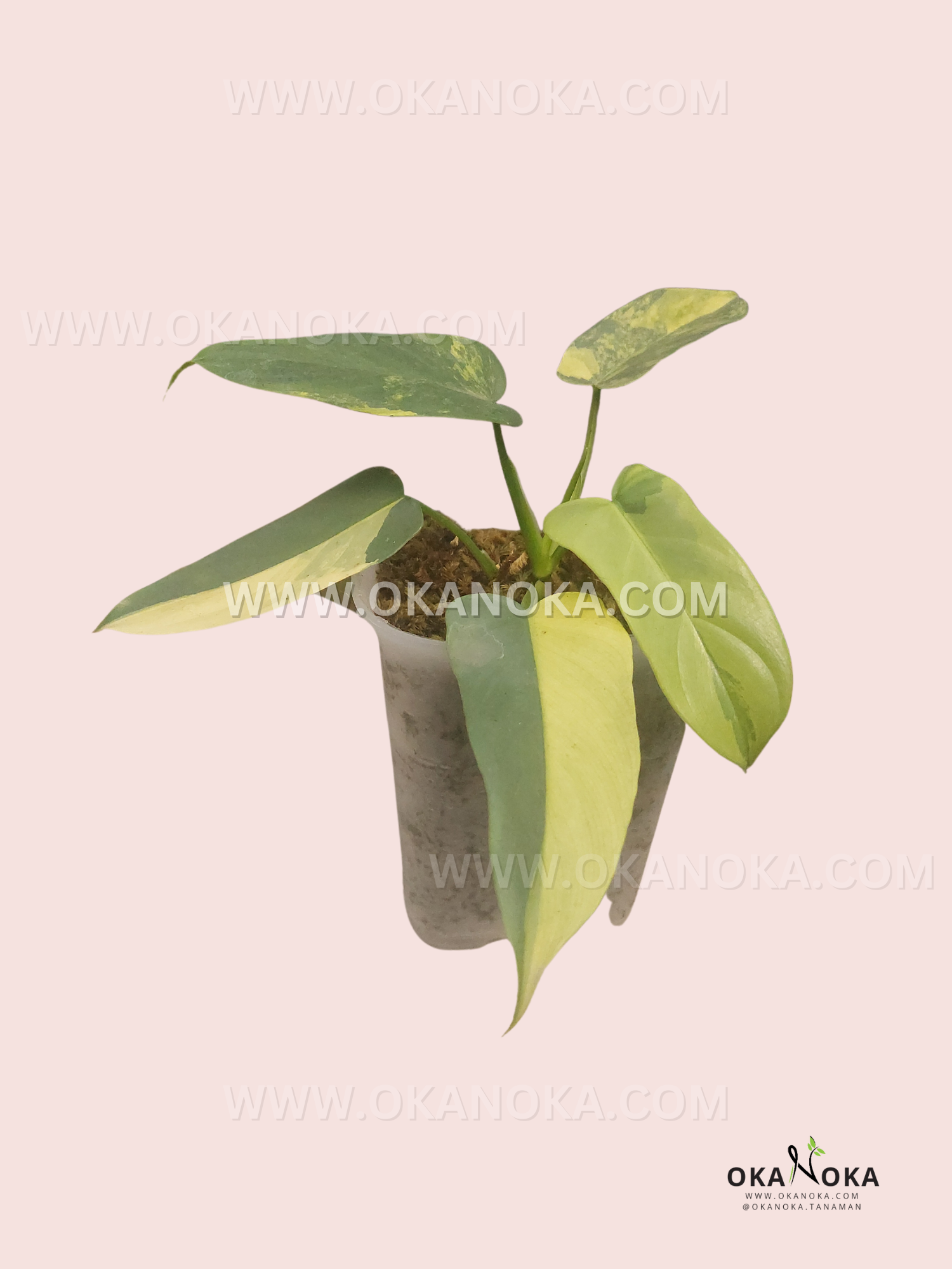 Philodendron Bipennifolium Violin Variegated