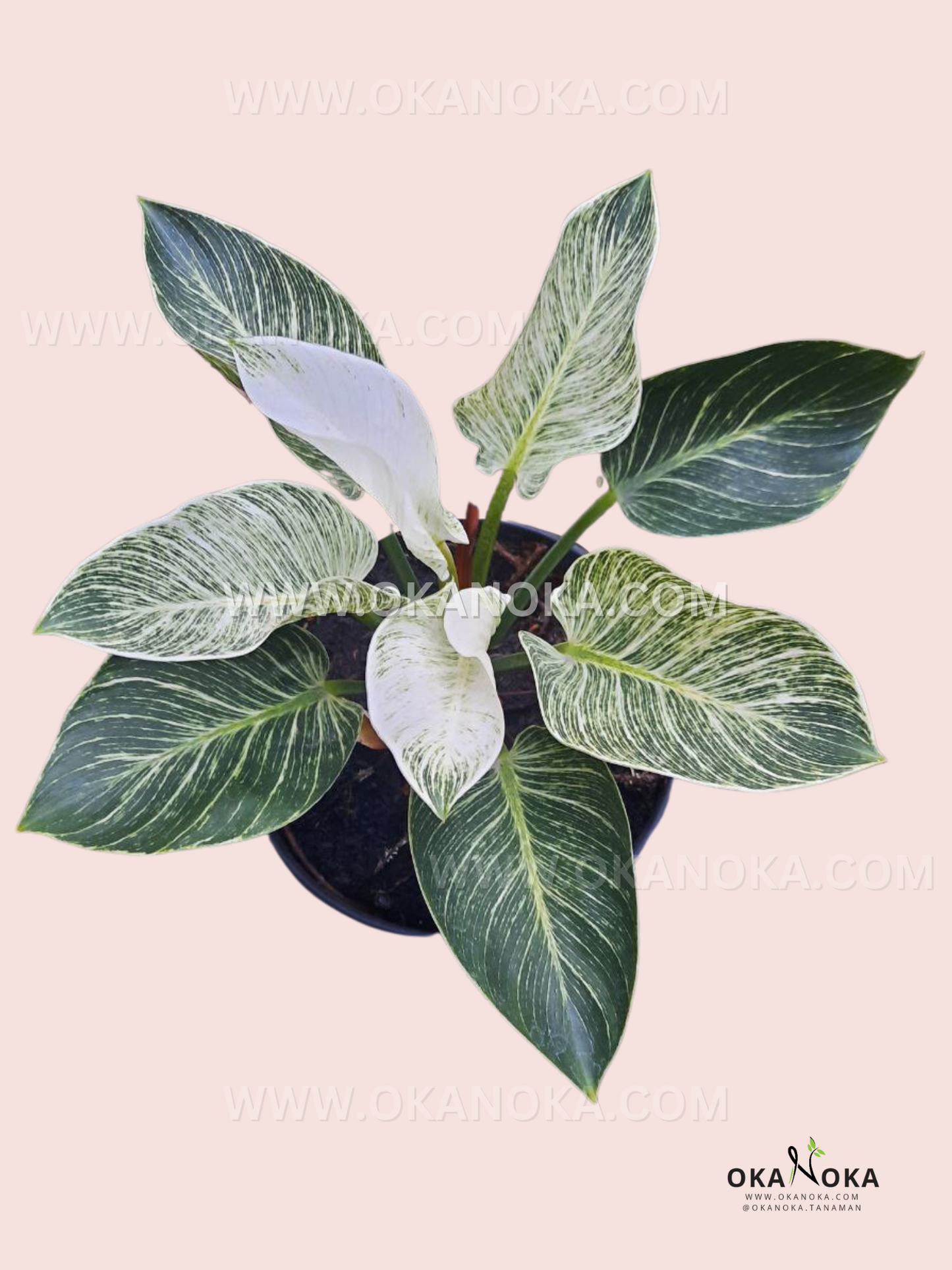 large birkin philodendron Philodendron Birkin large – Okanoka