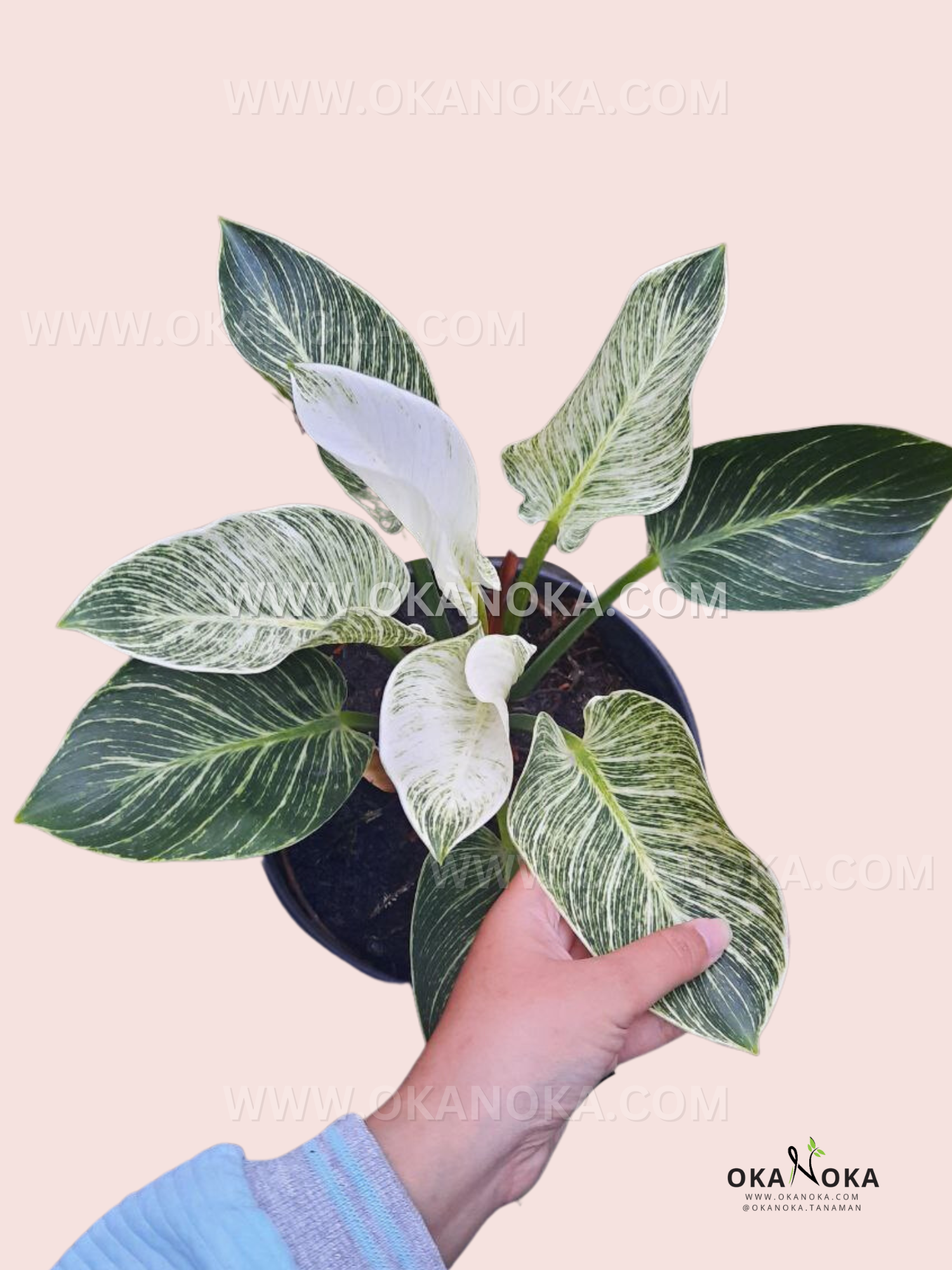 philodendron birkin huge Philodendron Birkin large – Okanoka