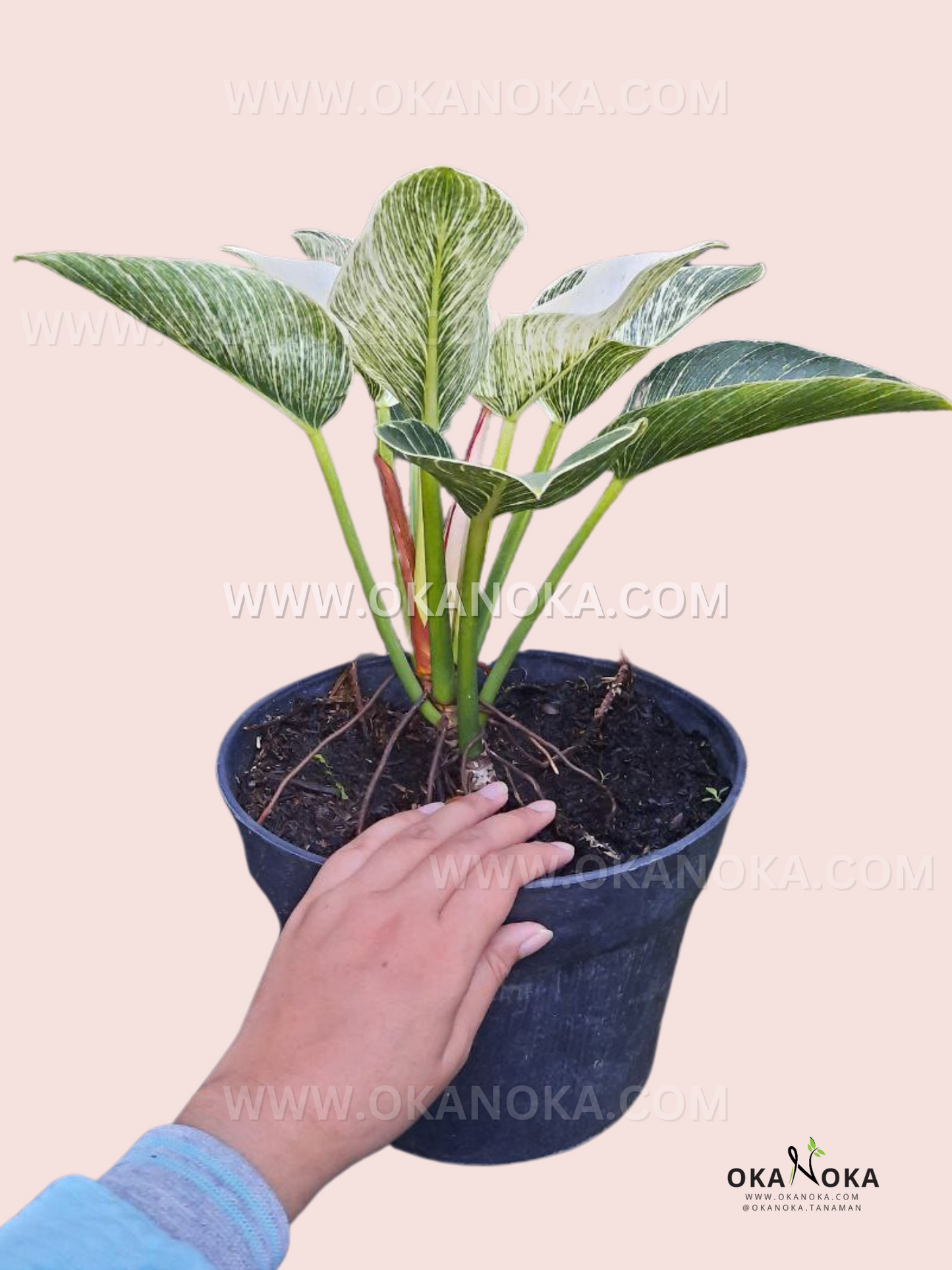 large birkin philodendron Philodendron Birkin large – Okanoka