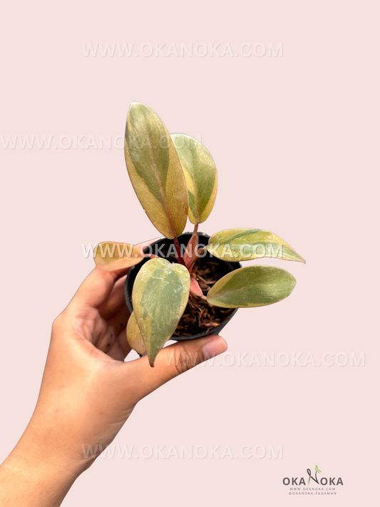 Close-up of Philodendron Black Cardinal Variegated Small leaves showing dark green and creamy variegation.