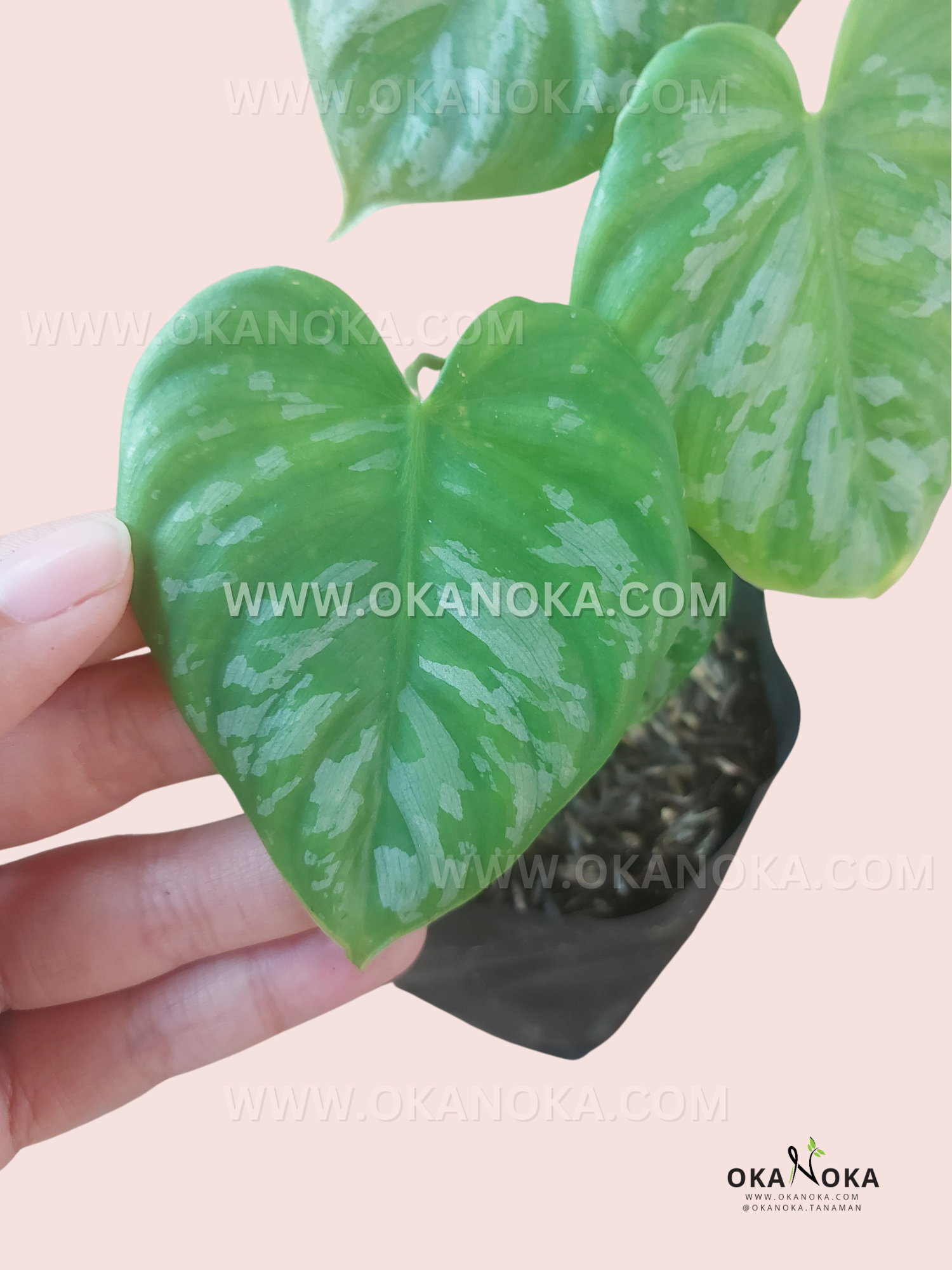philodendron in the wild Philodendron Brandtianum Wild Form Ecuador – Okanoka