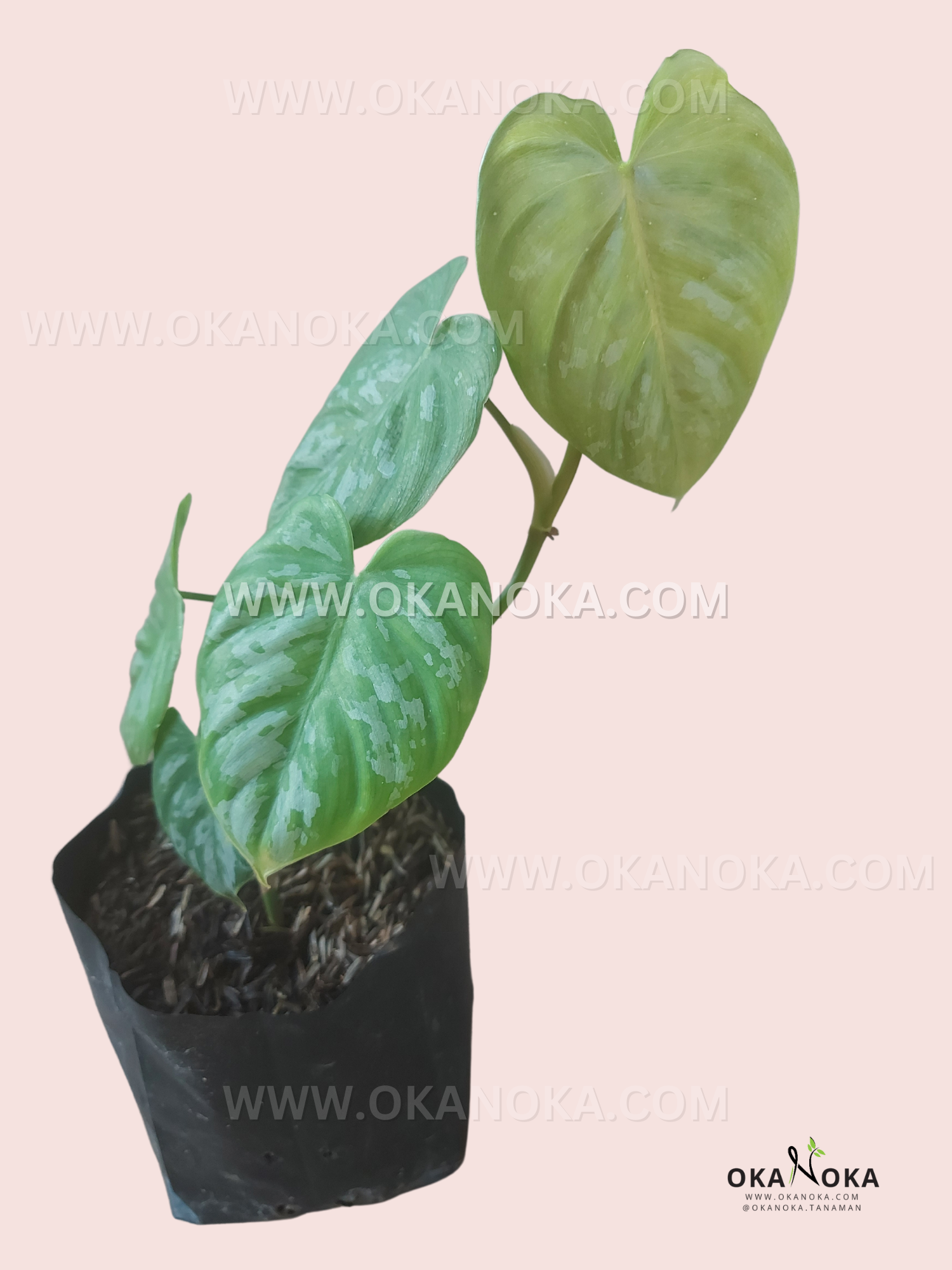philodendron brandtianum buy Philodendron Brandtianum Wild Form Ecuador – Okanoka