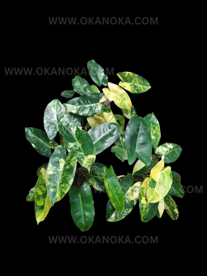 Philodendron Burle Marx Variegated