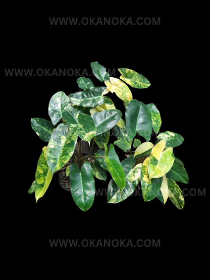 Philodendron Burle Marx Variegated